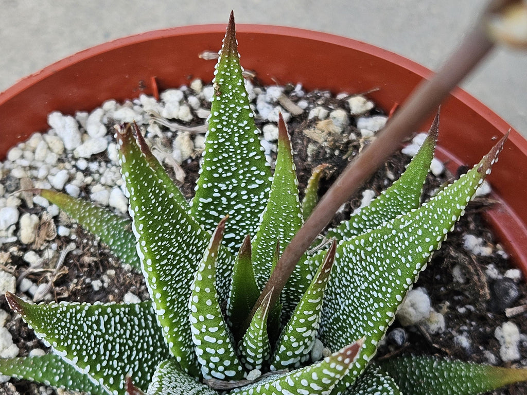 6" Haworthia Attenuata