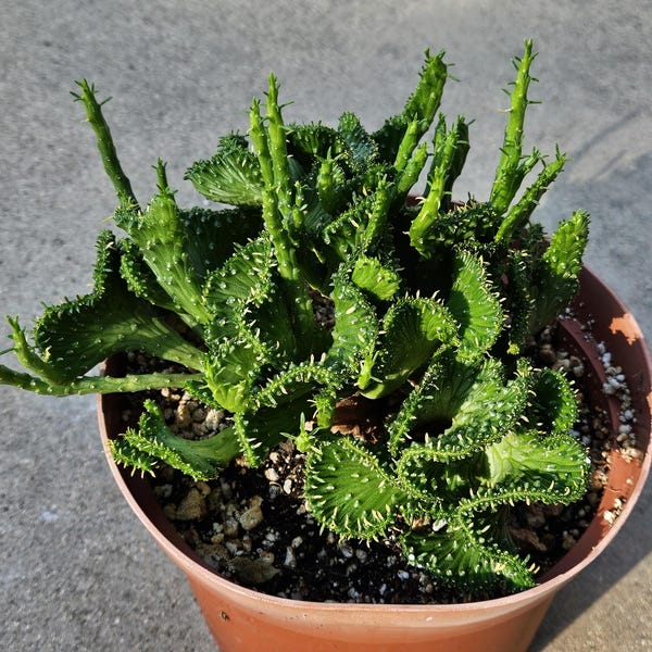 6" Crested Medusa's Head - Euphorbia Flanaganii
