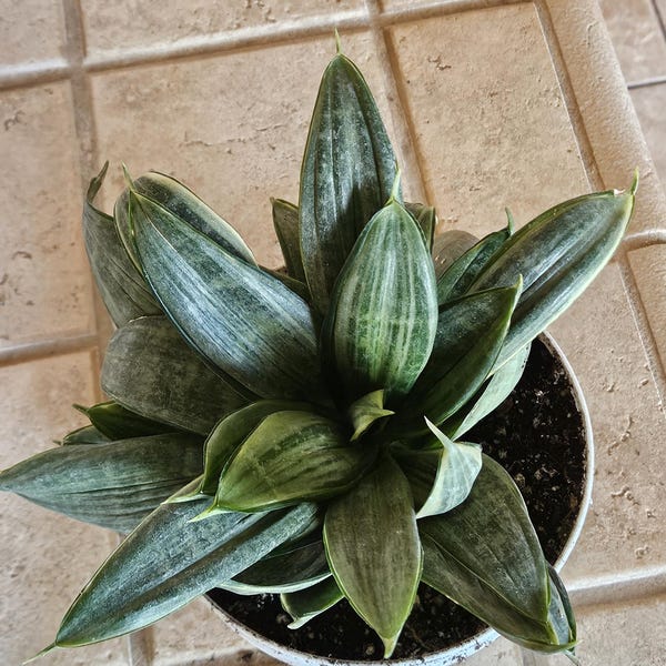 Silver Hahnii Snake Plant - Bird's Nest Sansevieria Bare Root