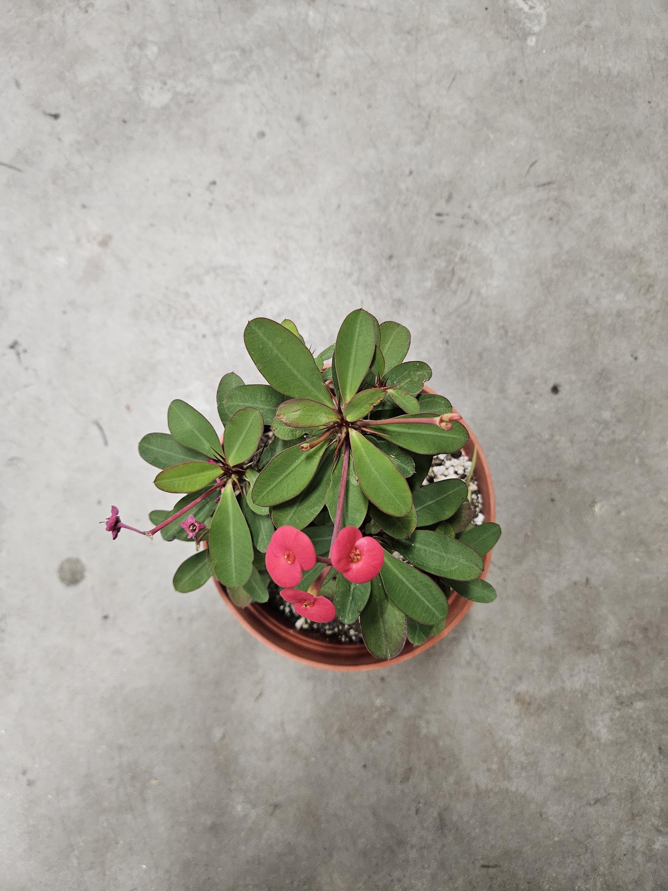 6" Crown of Thorns - Red Flowers