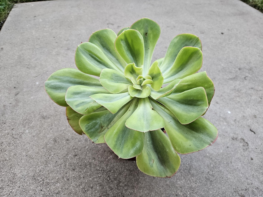 Echeveria 'Sunset Peony' Variegated - 8" Wide - Rare