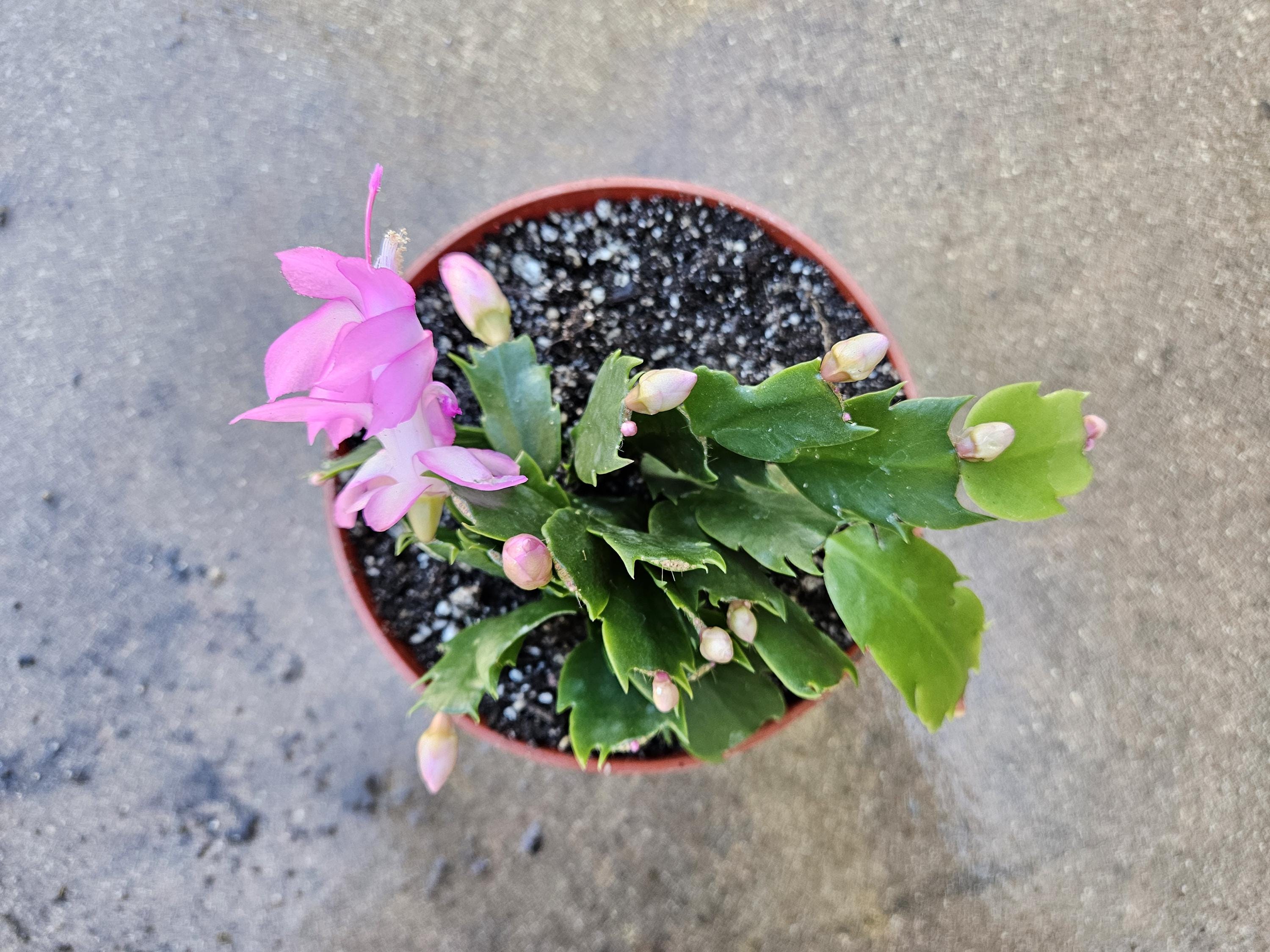 6" Christmas Cactus - Pink Flowers - Zygocactus - Schlumbergera - Holiday Cactus - Blooming