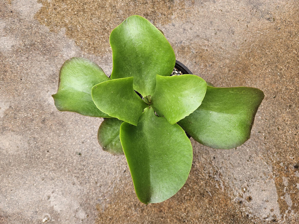 6" Flapjack Kalanchoe