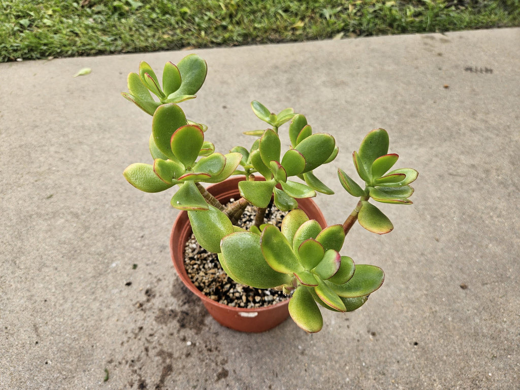 6" Jade Plant - Crassula Ovata