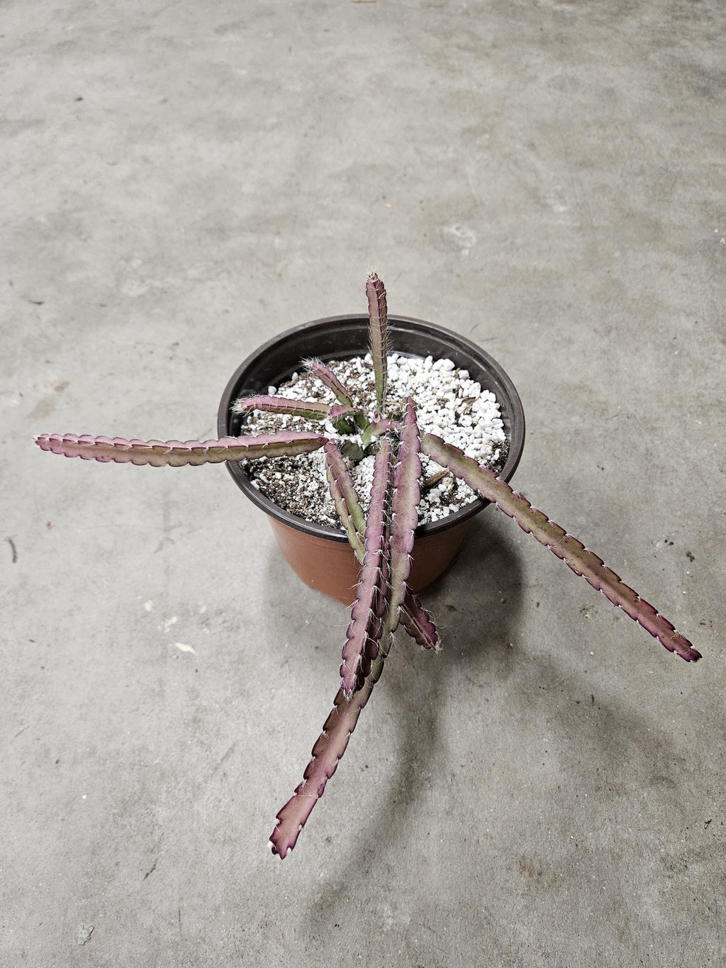 6" Lepismium Cruciforme - Hurricane Cactus