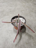 6" Lepismium Cruciforme - Hurricane Cactus
