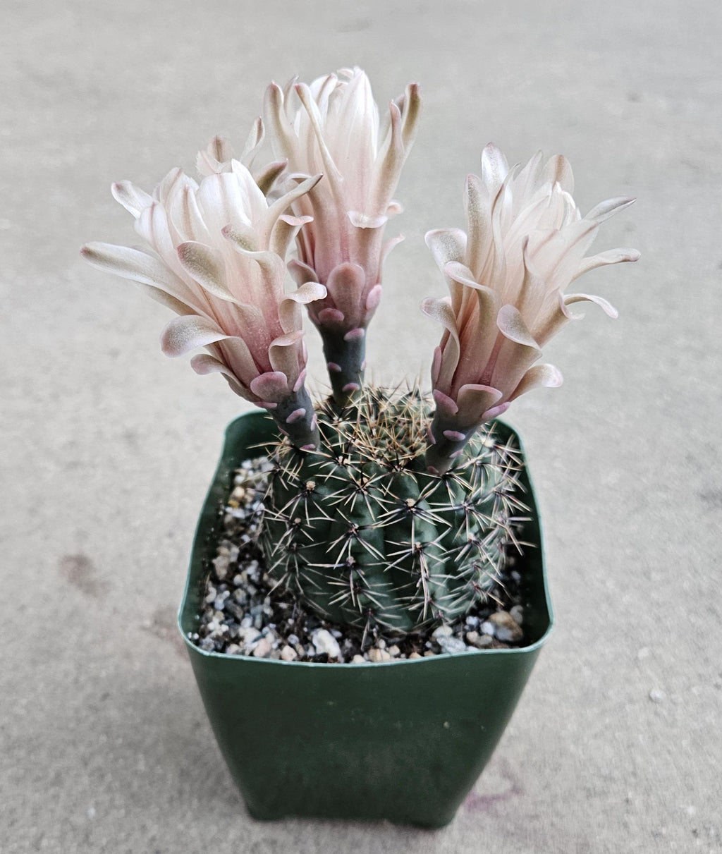 4" Gymnocalycium Erinaceum - Blooming Chin Cactus