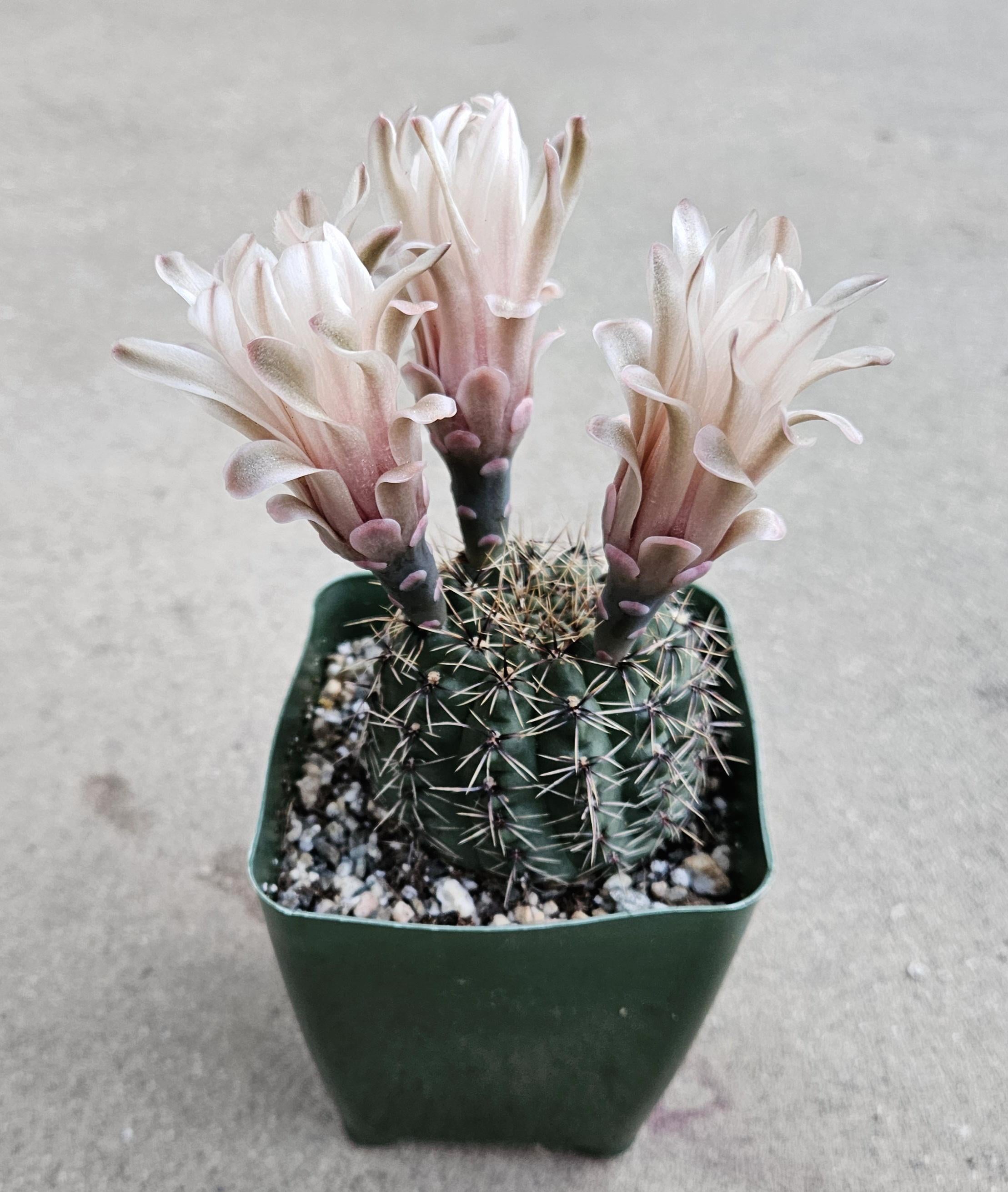 4" Gymnocalycium Erinaceum - Blooming Chin Cactus
