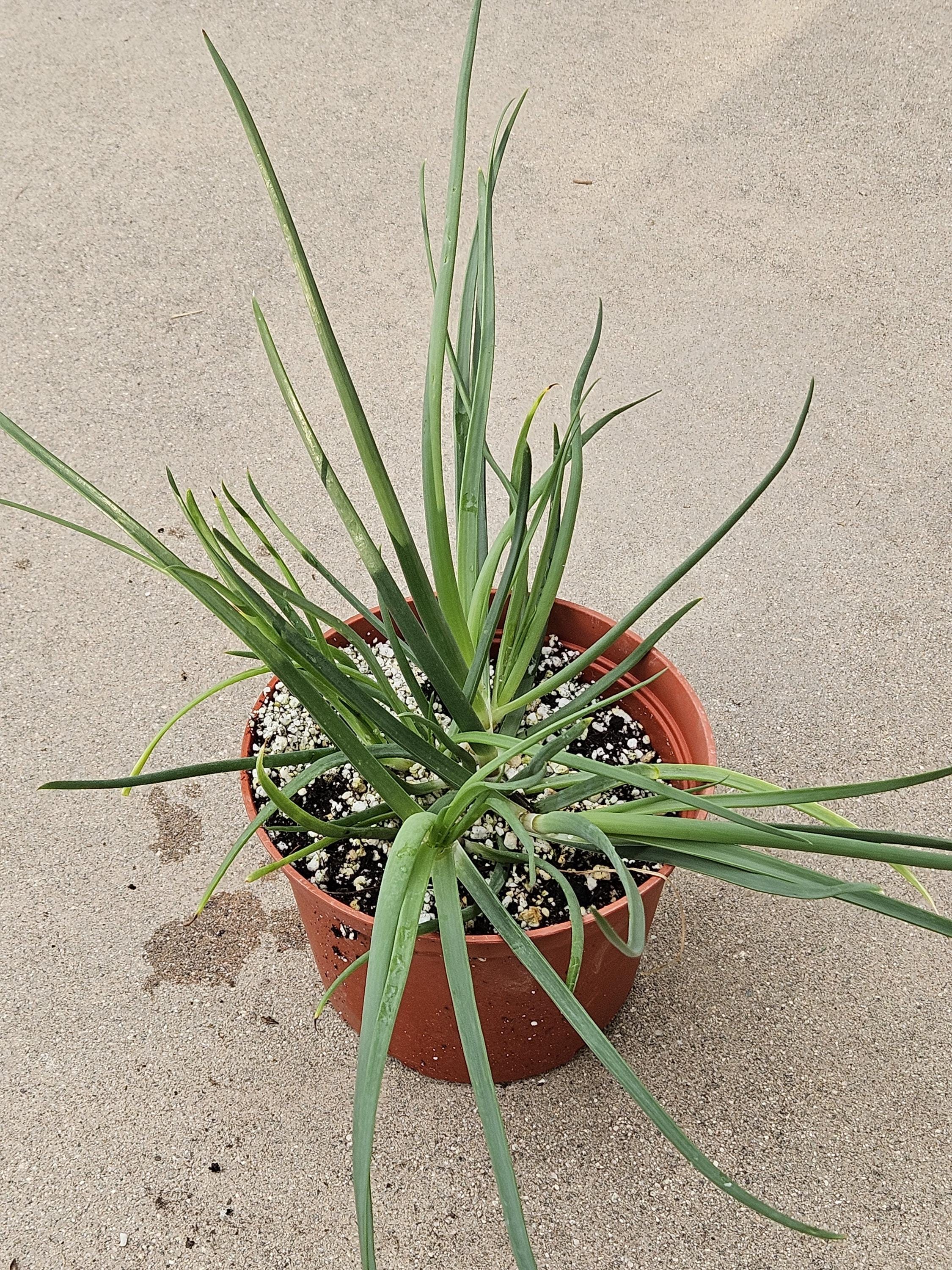6" Bulbine Frutescens - Grassy Aloe - Rare