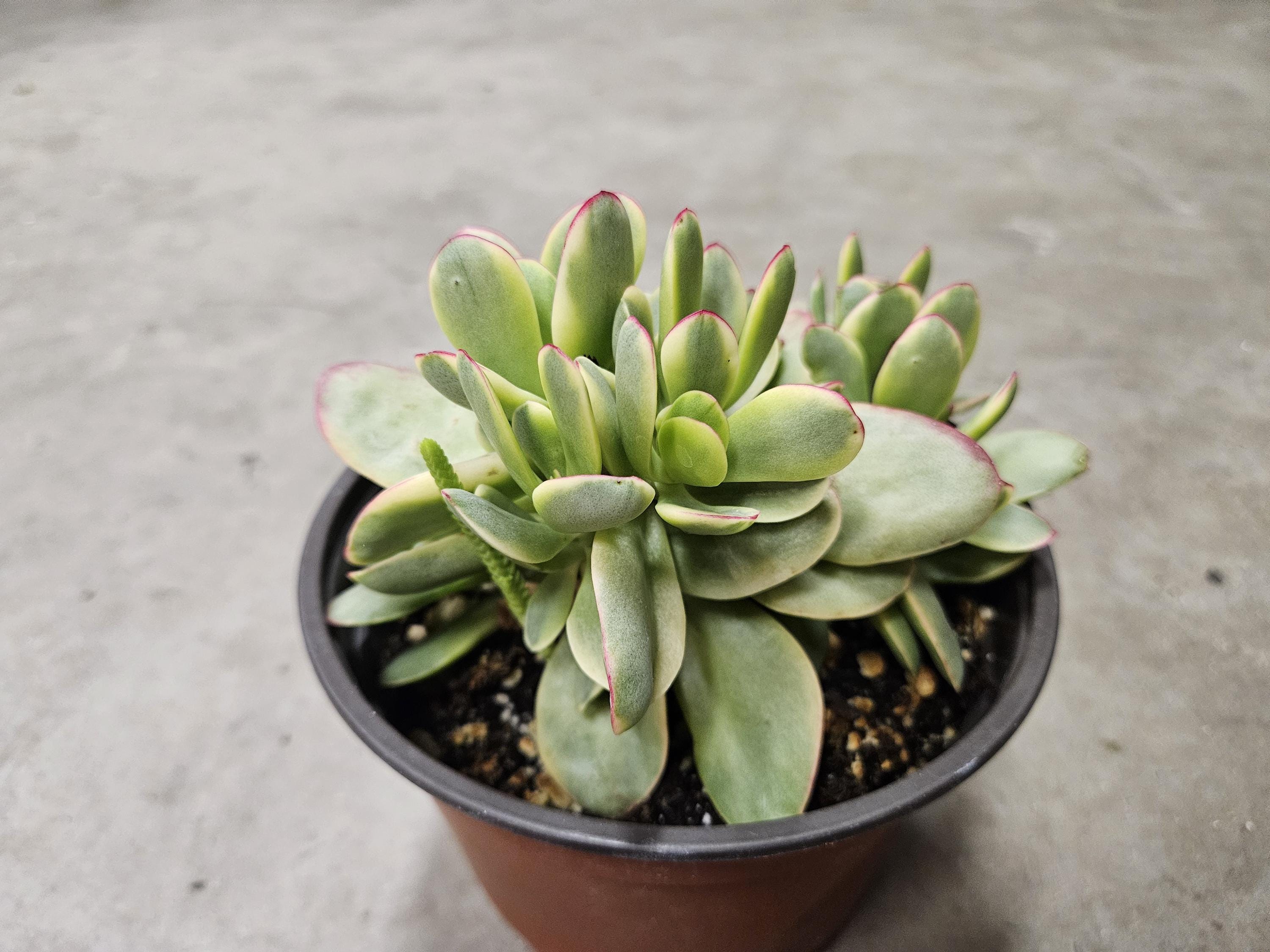 6" Crassula Swaziensis Variegated - Money Maker