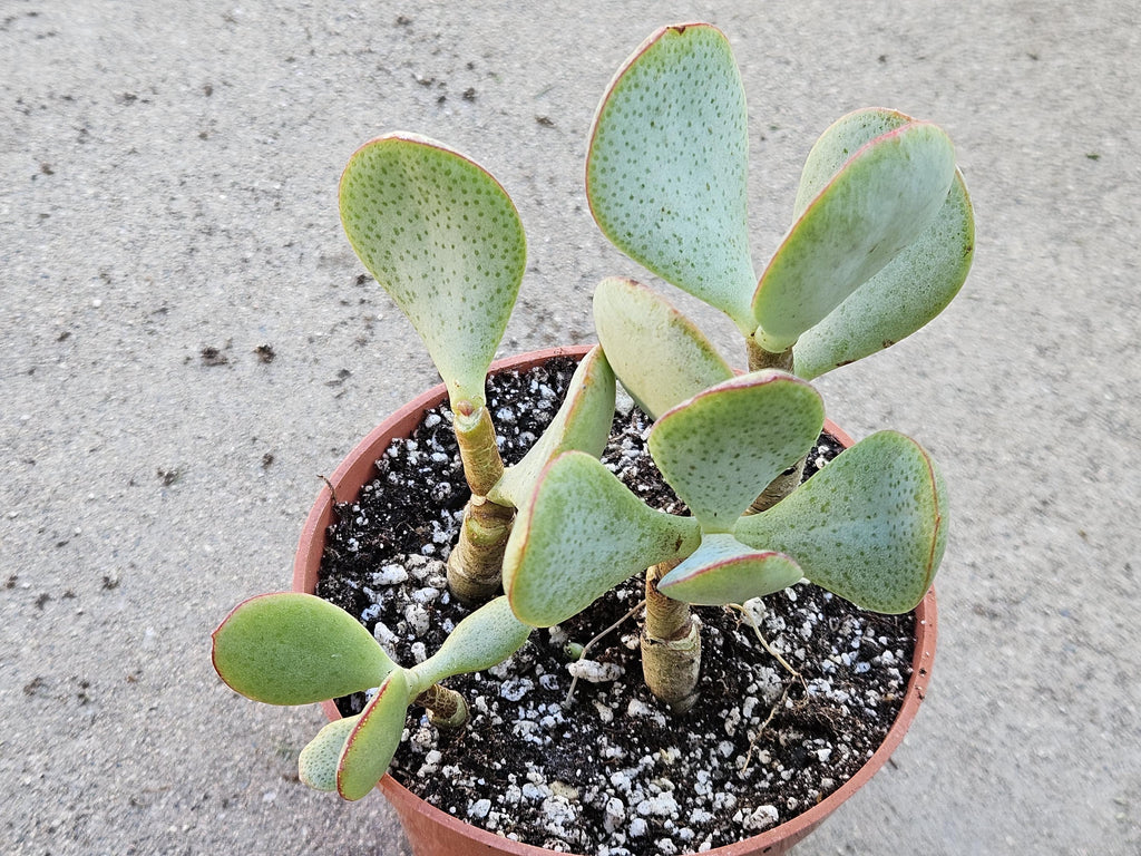 4" Silver Dollar Plant - Crassula Arborescens Succulent (Bare Root)