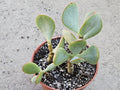 4" Silver Dollar Plant - Crassula Arborescens Succulent (Bare Root)