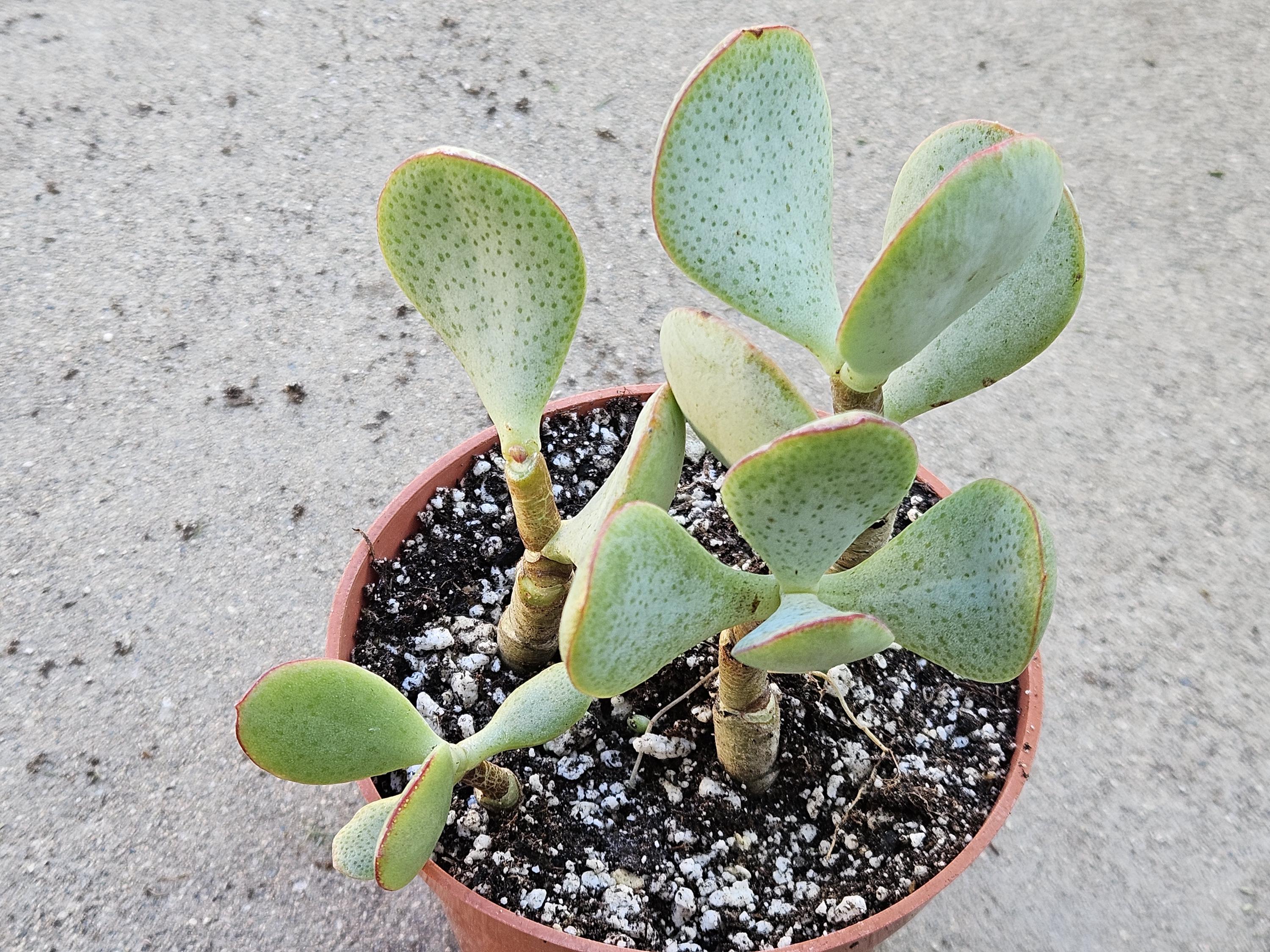 4" Silver Dollar Plant - Crassula Arborescens Succulent (Bare Root)
