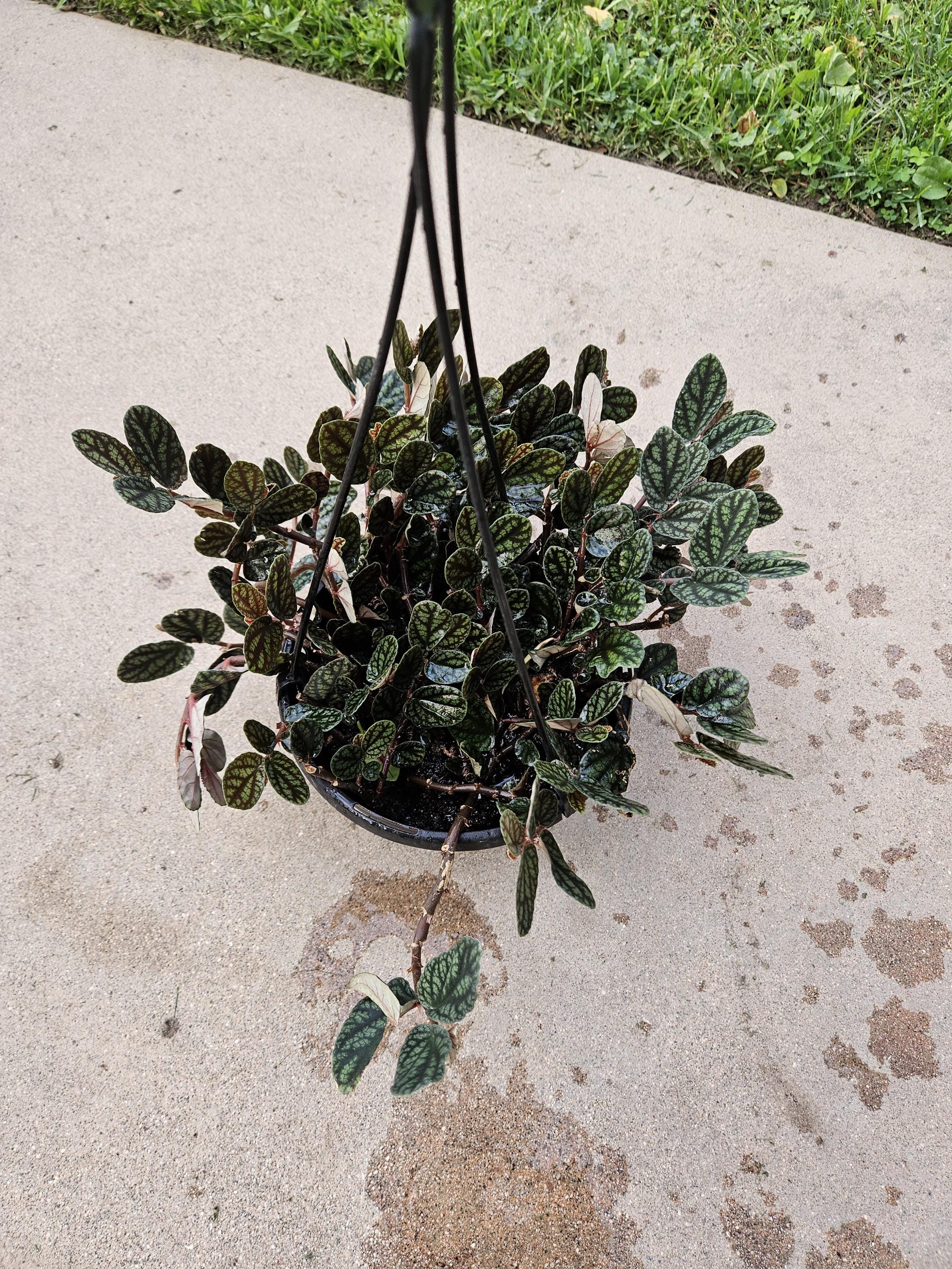 6" Watermelon Vine - Polynesian Ivy - Pellionia - Hanging Basket