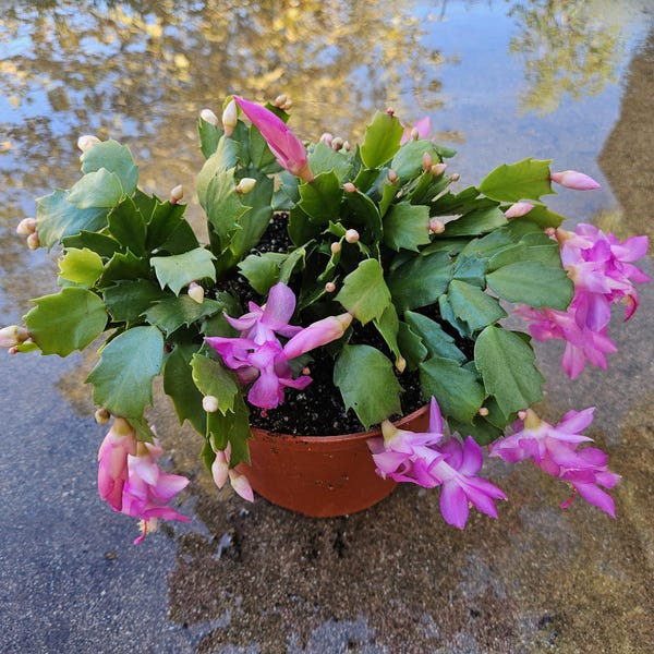 6" Christmas Cactus - Pink Flowers - Zygocactus - Schlumbergera - Holiday Cactus - Blooming