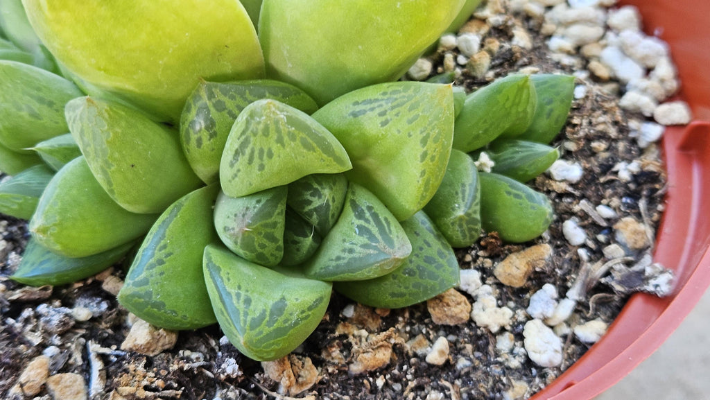 6" Haworthia Cuspidata