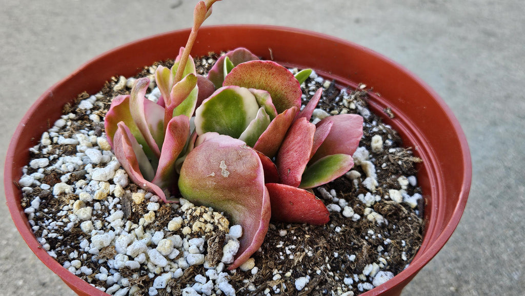 6" Kalanchoe Blossfeldiana - Flaming Katy