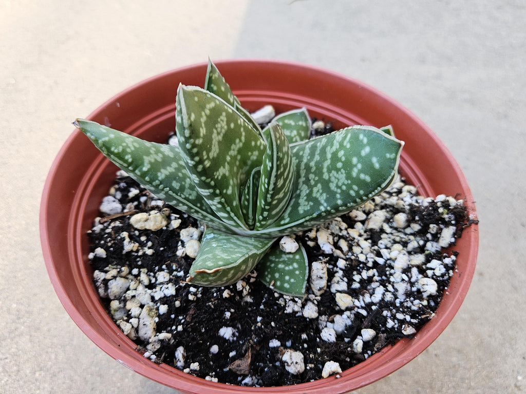 6" Gasteria - Blooming Succulent