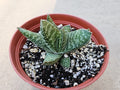 6" Gasteria Maculata - Lawyers Tongue