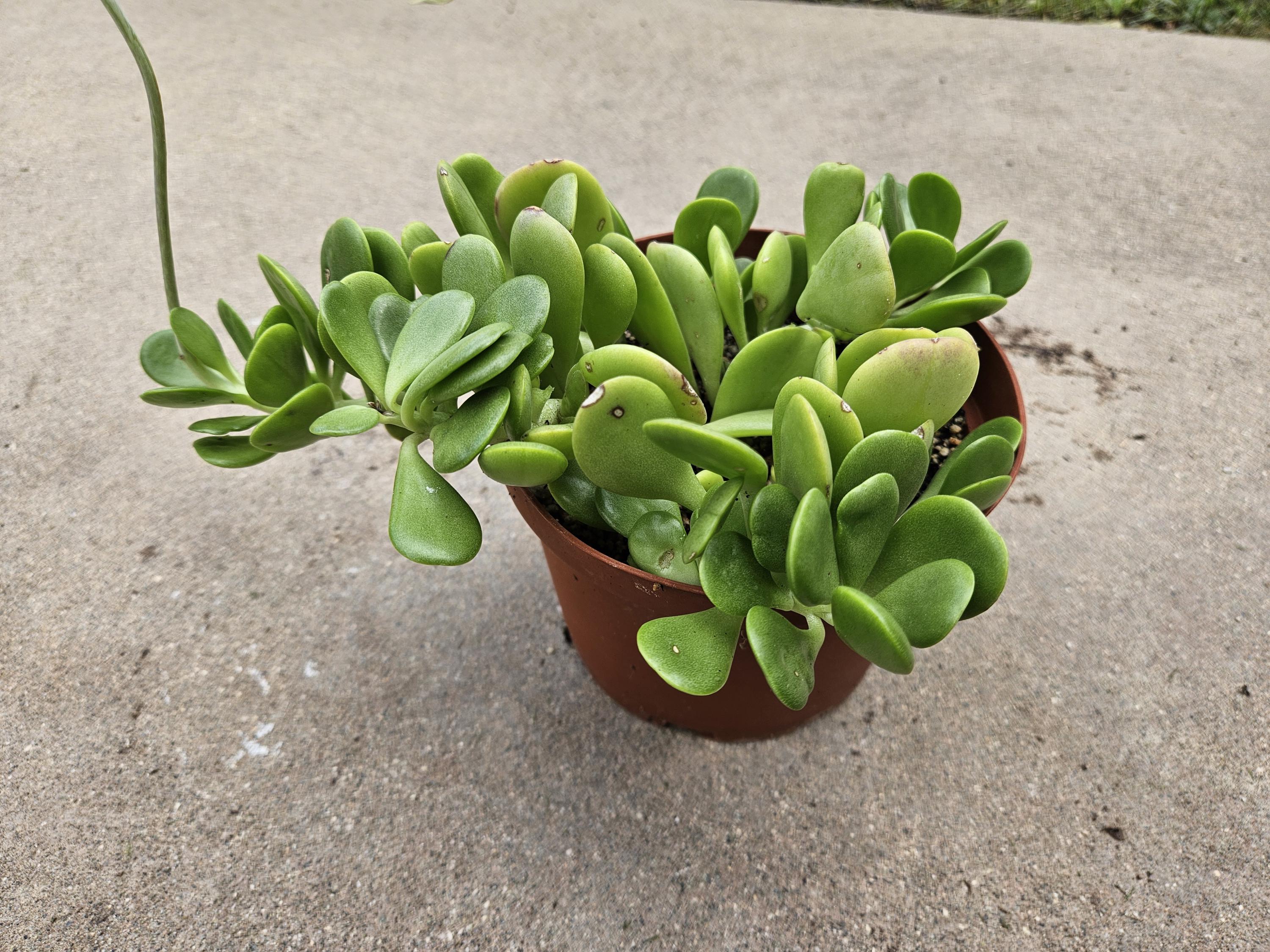 6" Senecio Jacobsenii - Vining Jade (Turns Pink in Sunlight)