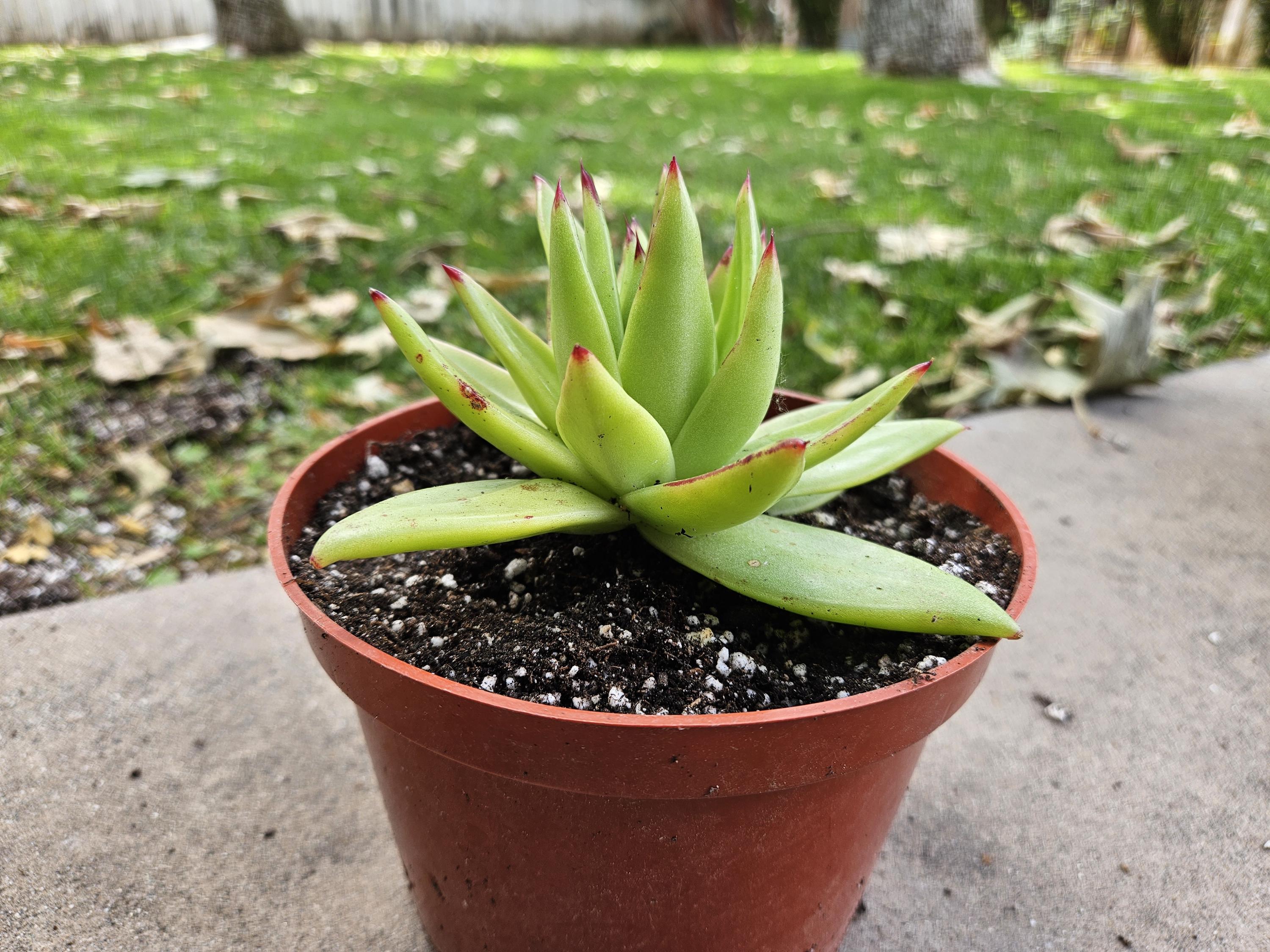 6" Echeveria Agavoides Lipstick