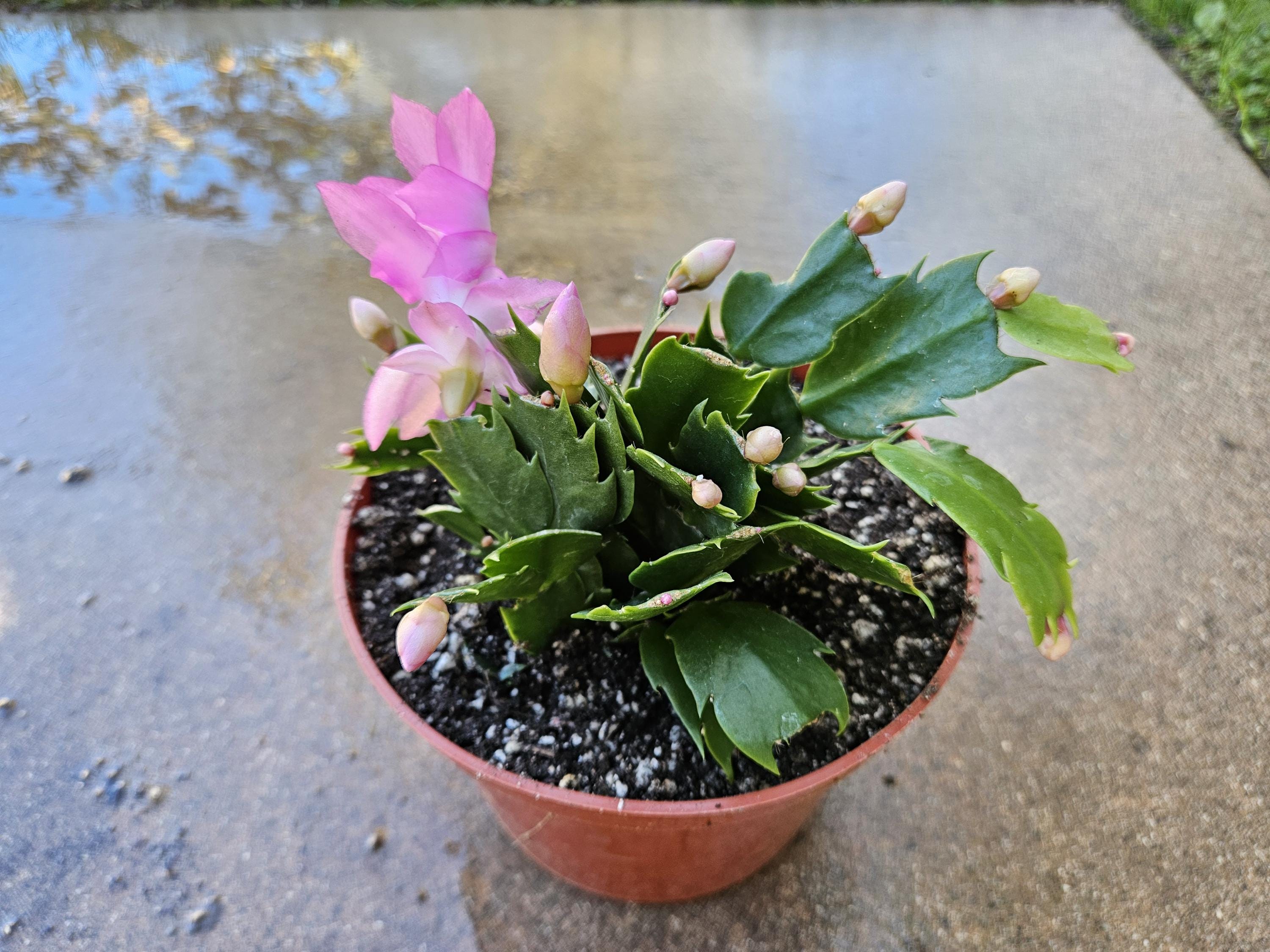 6" Christmas Cactus - Pink Flowers - Zygocactus - Schlumbergera - Holiday Cactus - Blooming