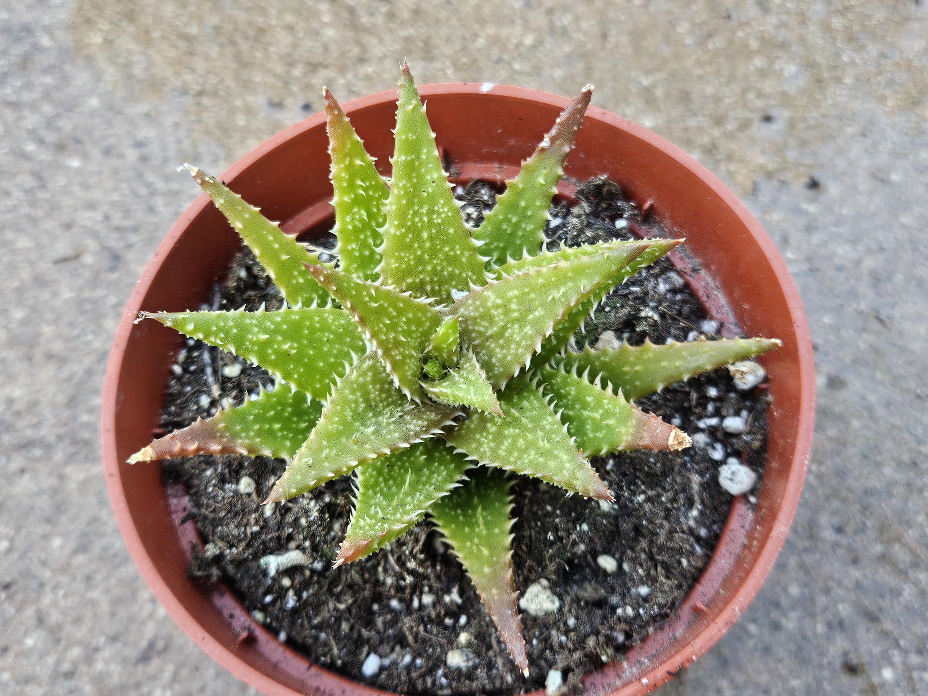 4" Tiger Tooth Aloe
