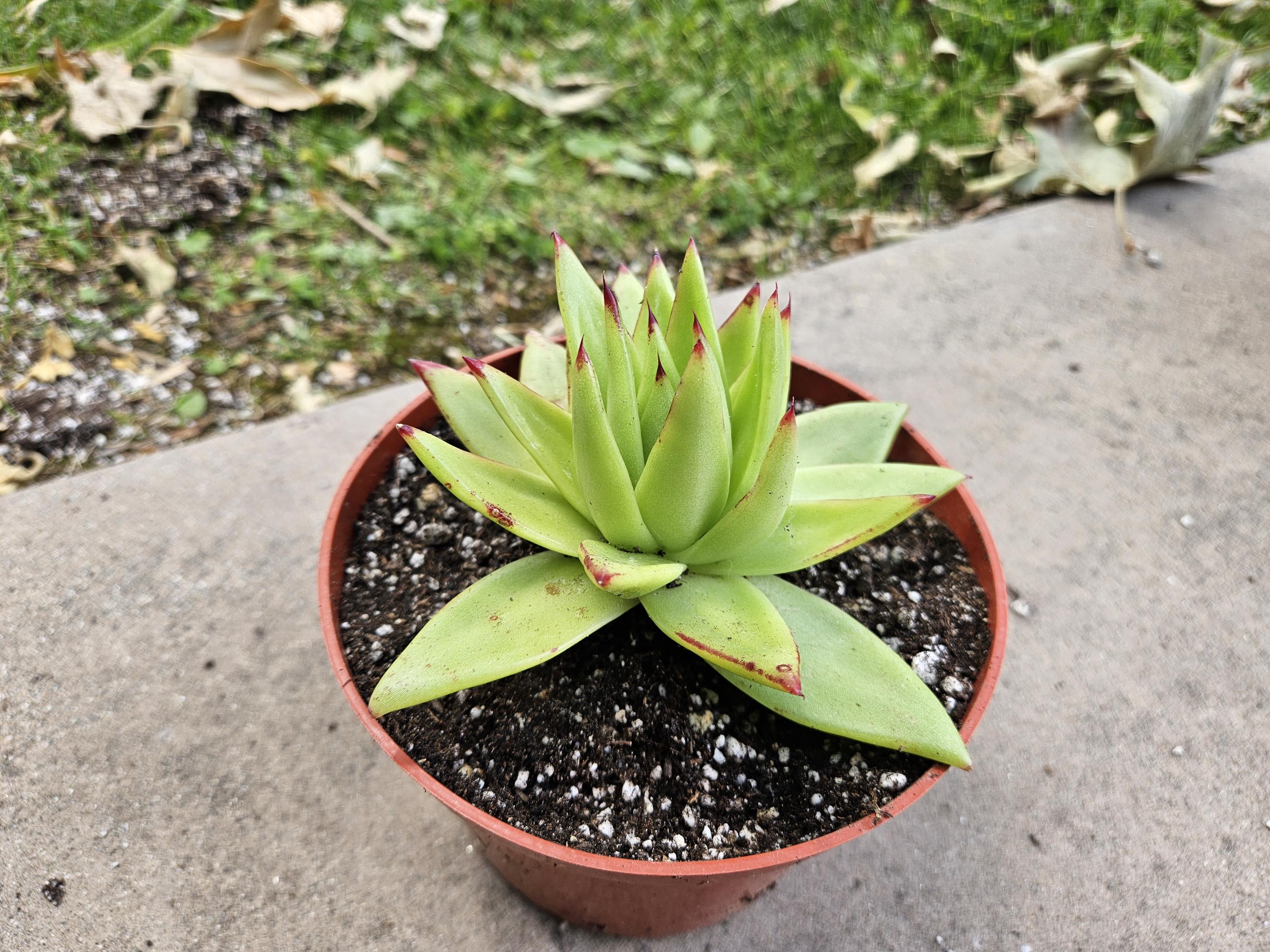 6" Echeveria Agavoides Lipstick