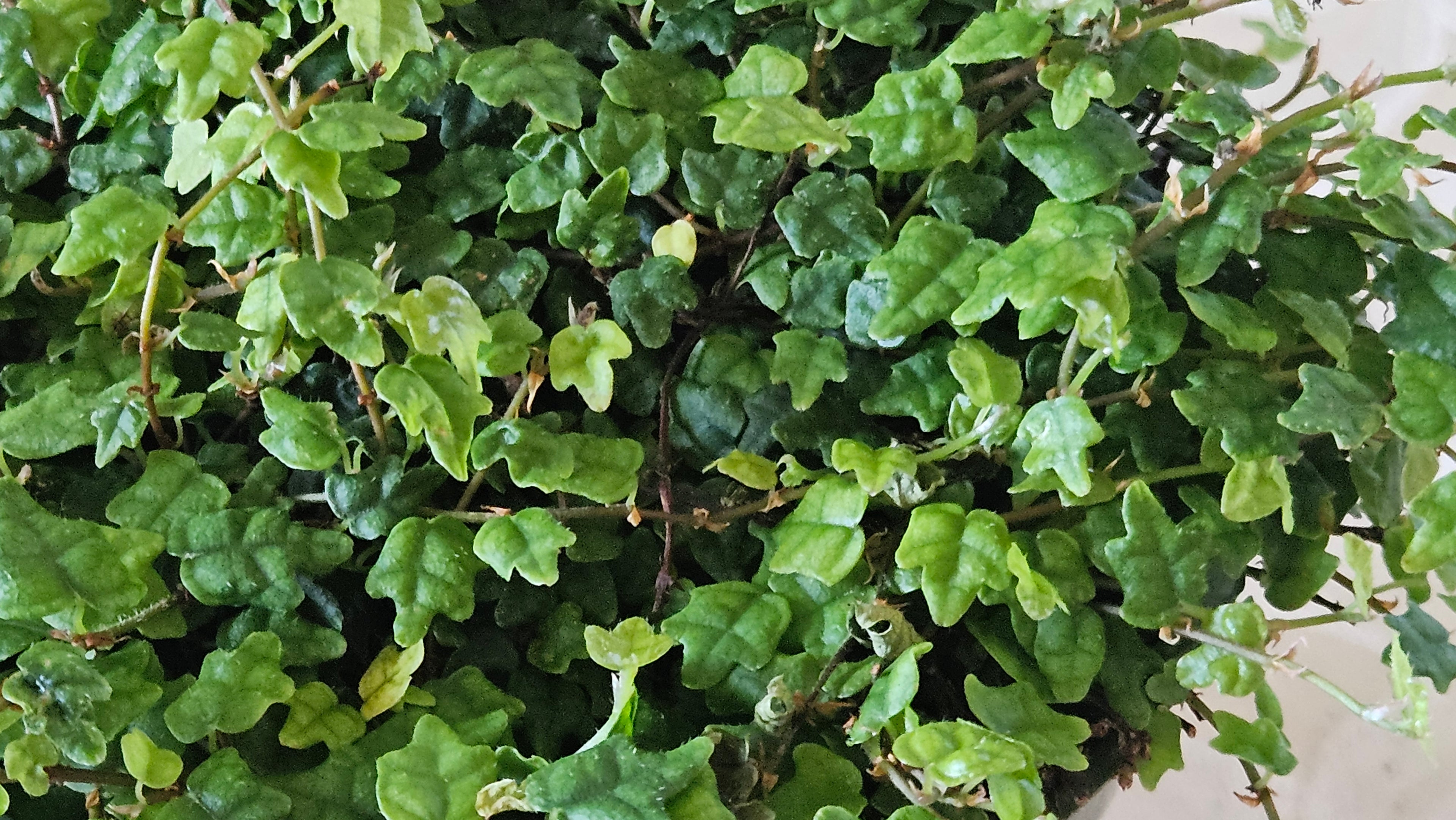 4" String of Frogs - Trailing Plant