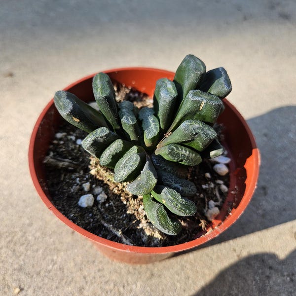 Haworthia Truncata - Horseteeth Haworthia - Rare Succulent - Low Light