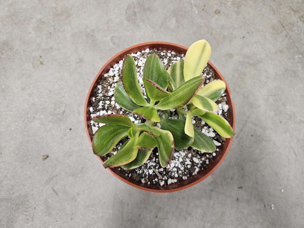 6" Variegated Jade - Crassula Ovata Variegata