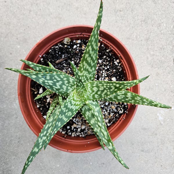 6" Aloe Hybrid - Succulent