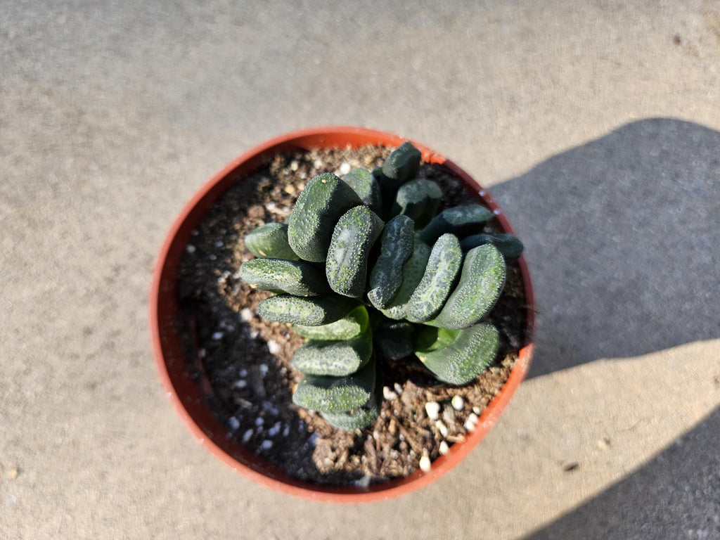 Haworthia Truncata - Horseteeth Haworthia - Rare Succulent - Low Light