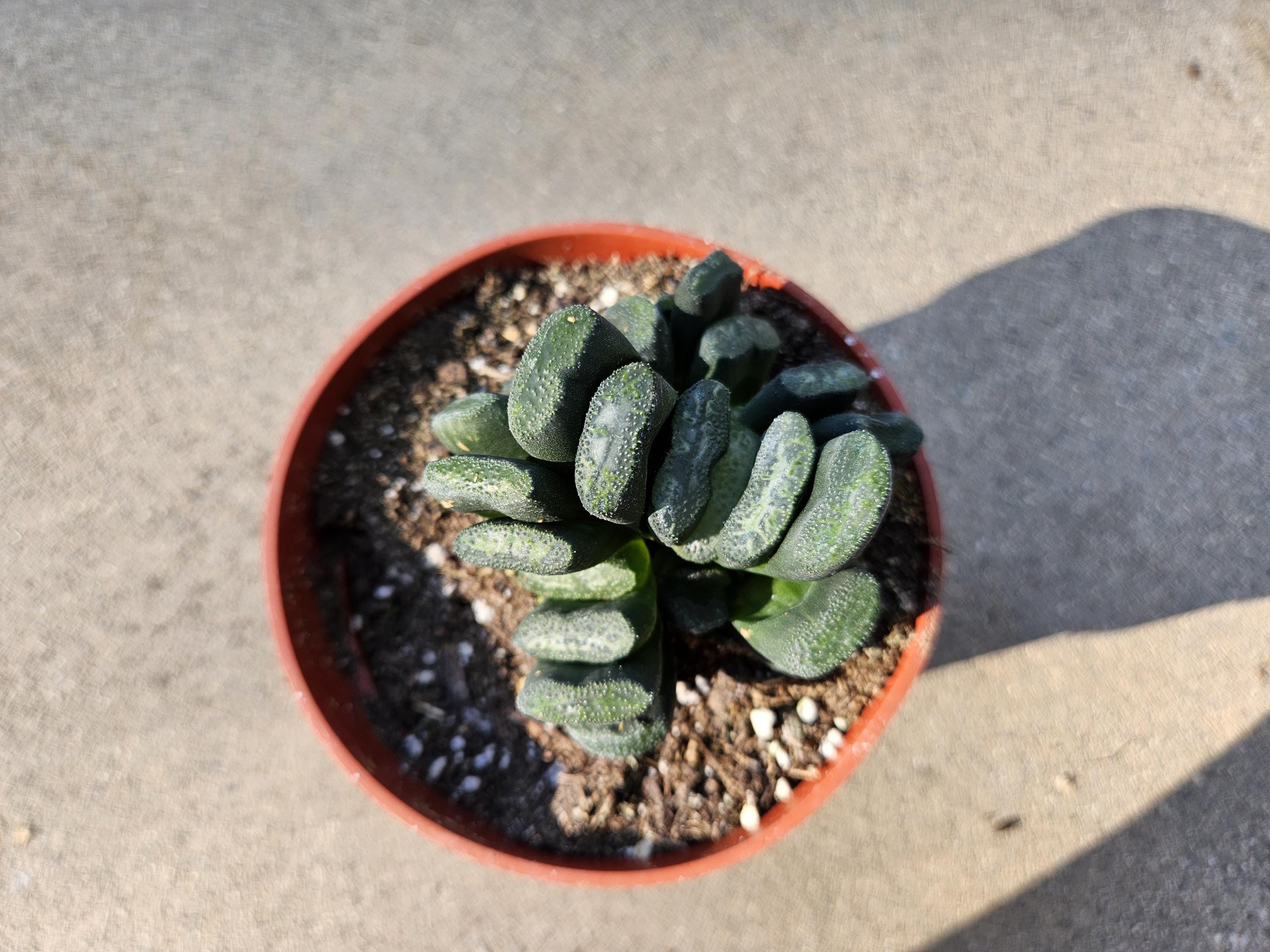 Haworthia Truncata - Horseteeth Haworthia - Rare Succulent - Low Light