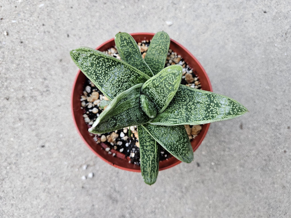 6" Gasteria - Blooming Succulent
