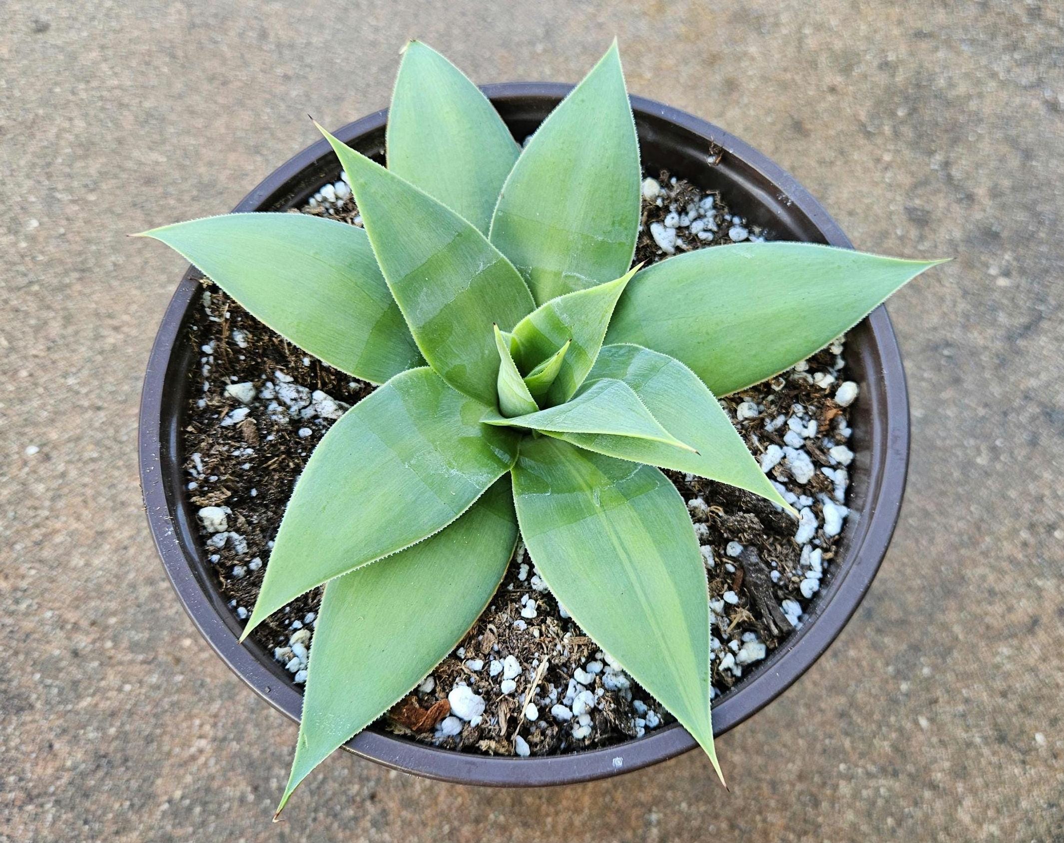 6" Agave Attenuata Variegated