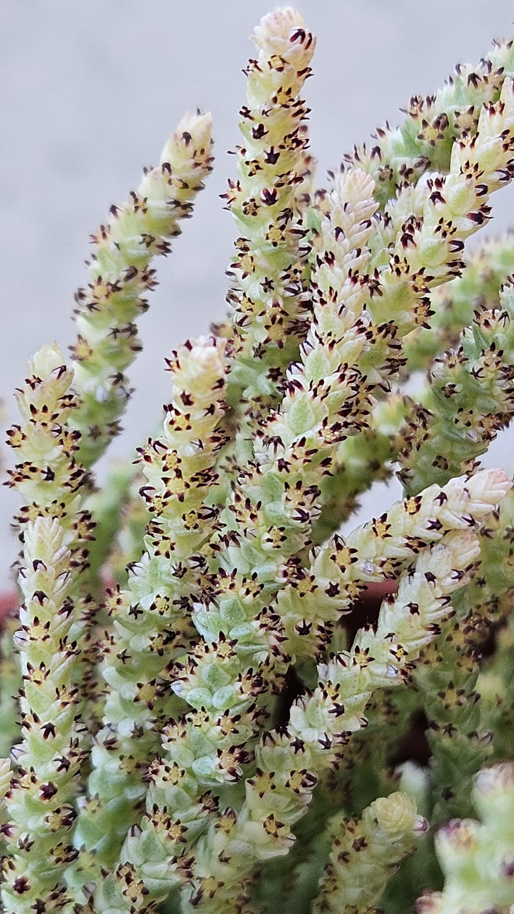 6" Variegated 'Watch Chain' Succulent
