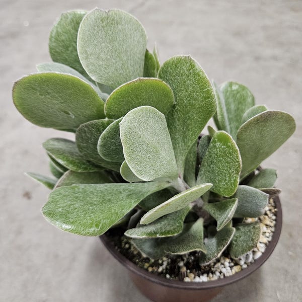 6" Senecio Medley-woodii - Fuzzy Succulent