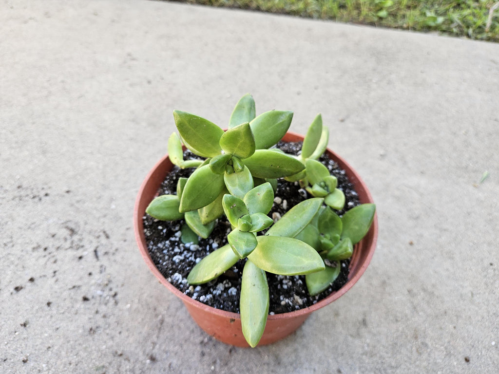 6" Golden Sedum - Sedum Adolfi
