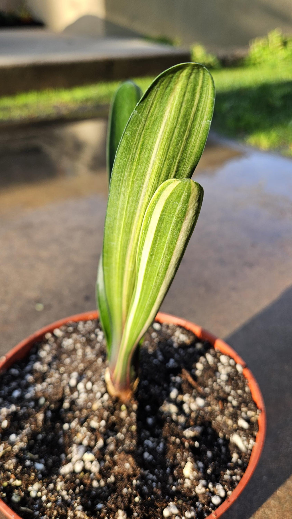 6" Clivia miniata - Variegated - Bush Lily - Orange Flowers