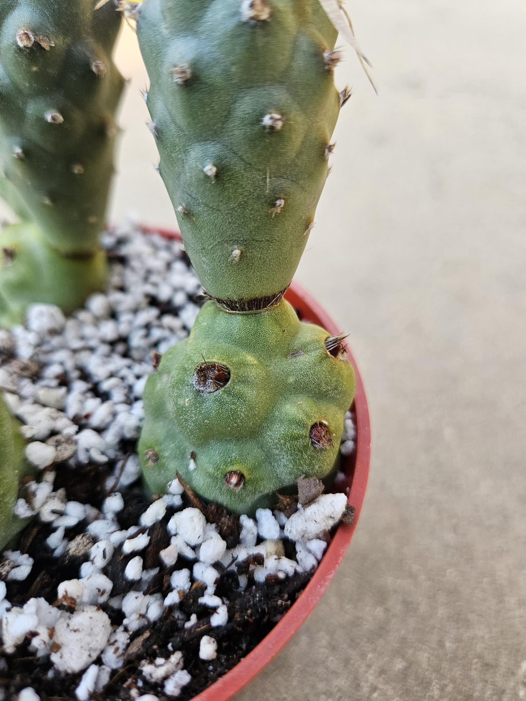 4" Tephrocactus (Paper Spine Cactus)