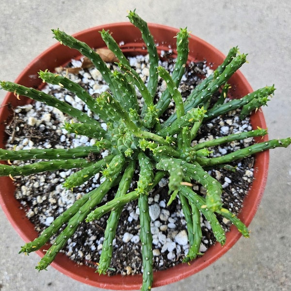 6" Medusa's Head Euphorbia - Double Headed