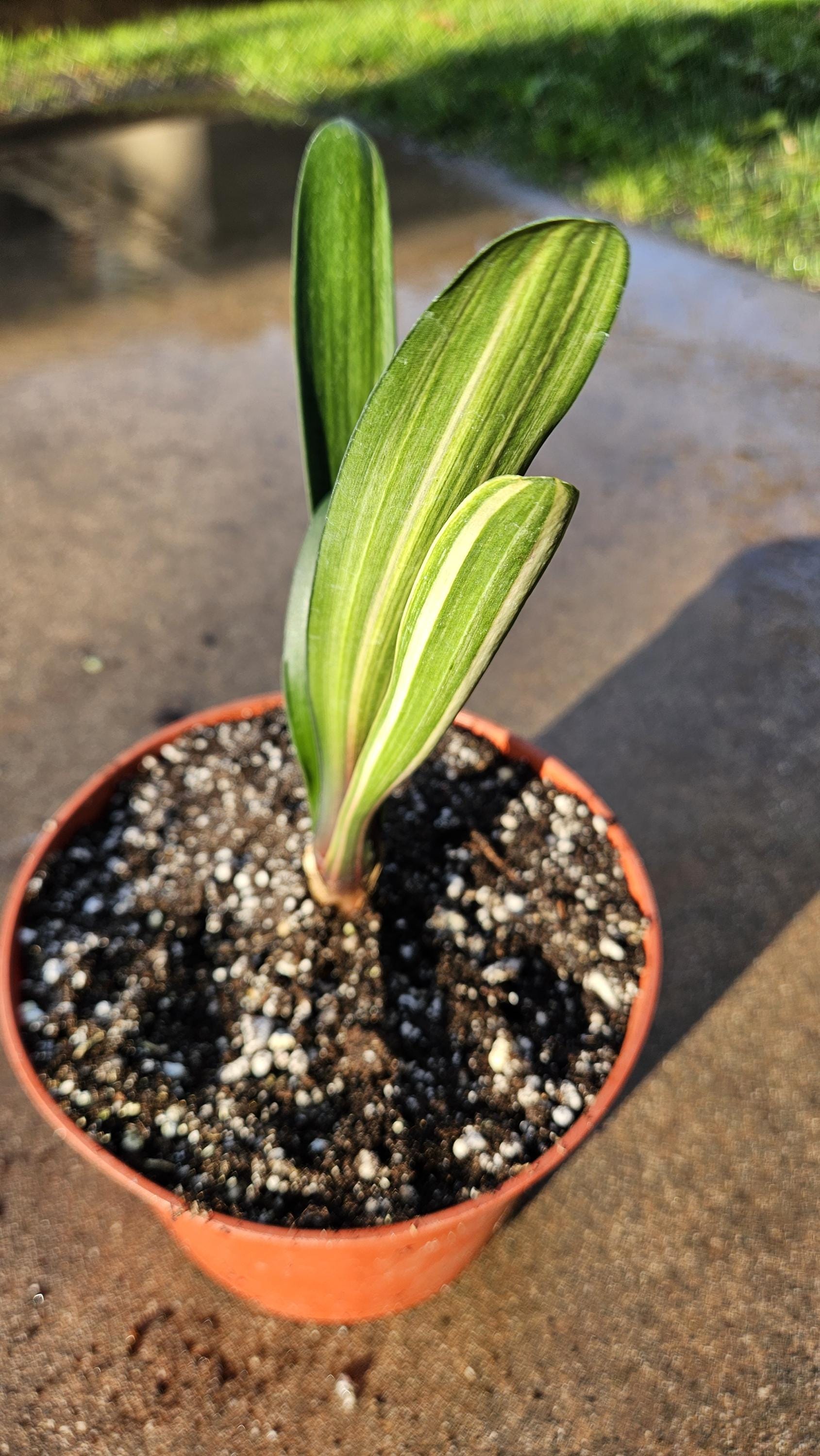 6" Clivia miniata - Variegated - Bush Lily - Orange Flowers
