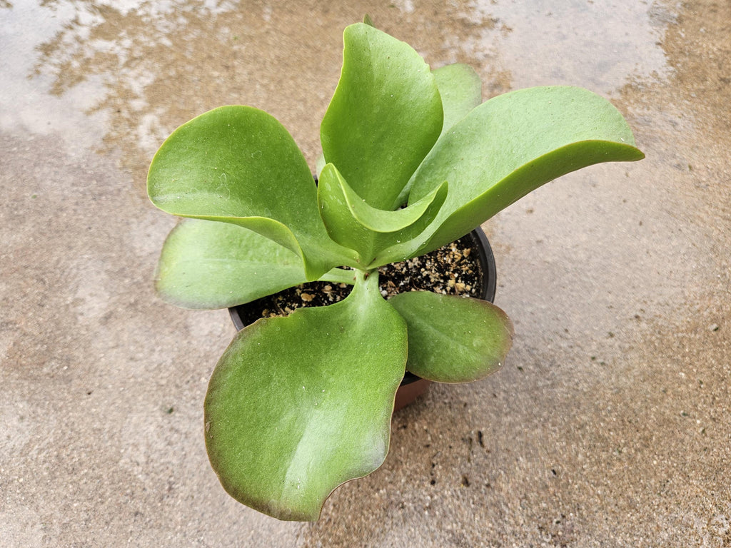 6" Flapjack Kalanchoe