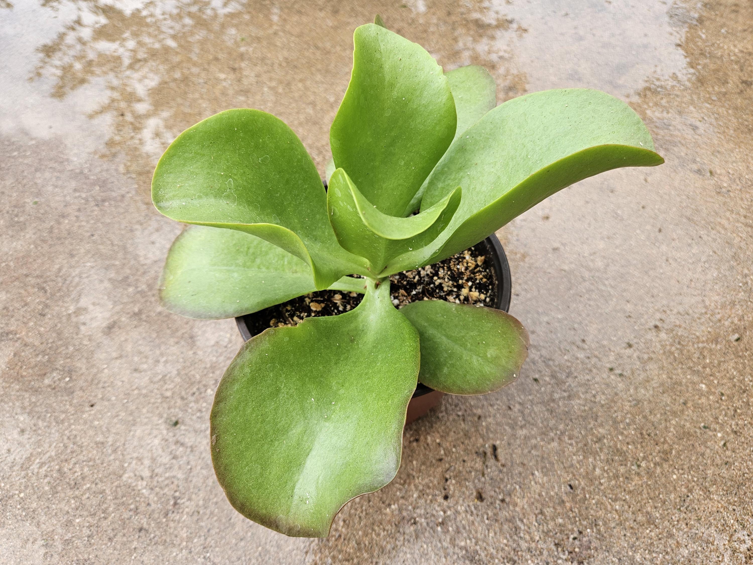 6" Flapjack Kalanchoe