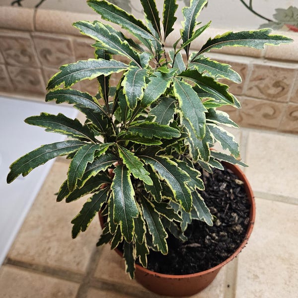 6" Spider Aralia Houseplant - Plerandra Elegantissima - False Aralia