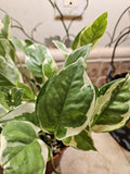 6" Pothos N'joy - Low Maintenance Trailing Houseplant