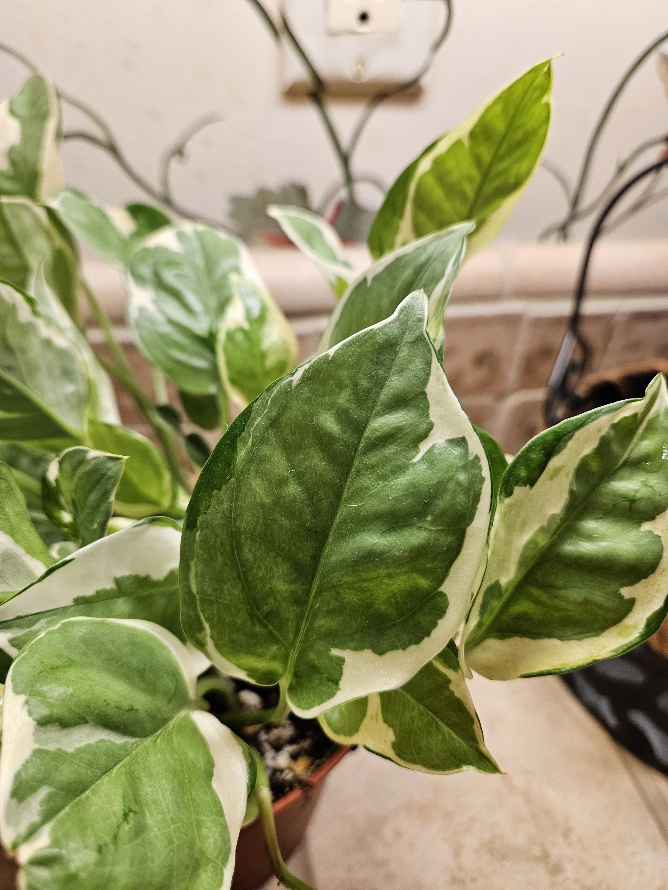 6" Pothos N'joy - Low Maintenance Trailing Houseplant