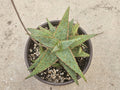 6" Starfish Aloe