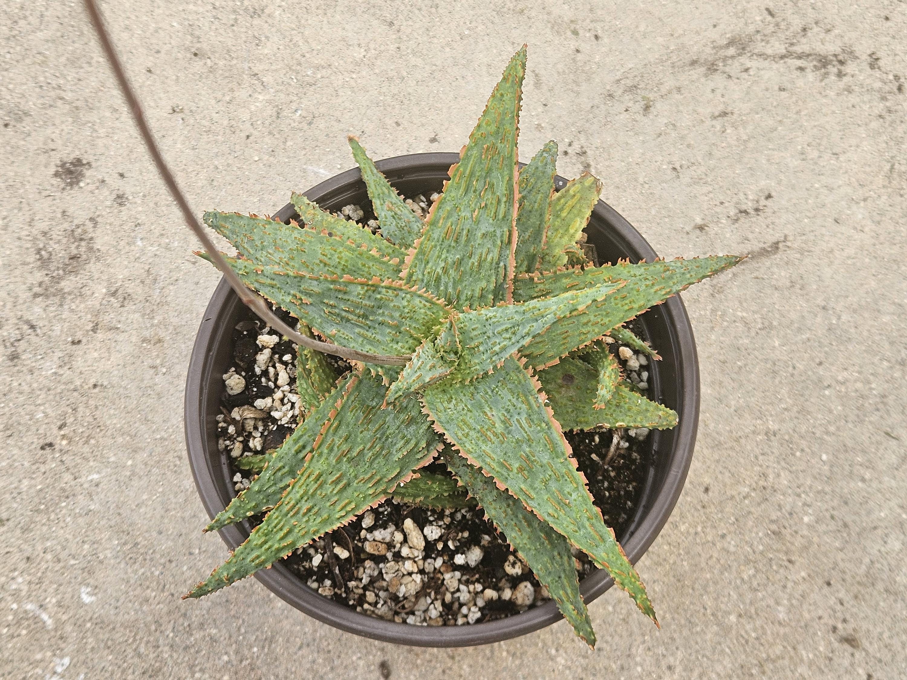 6" Starfish Aloe